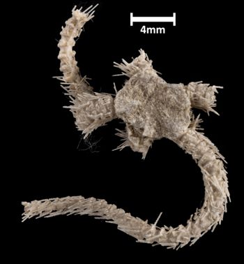 Media type: image;   Invertebrate Zoology OPH-1943 Aspect: dorsal
